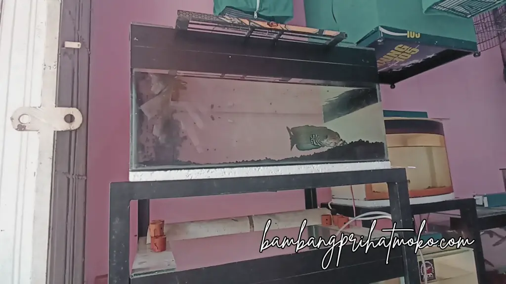  Salah satu sudut Sultan Aquatic Bird Shop